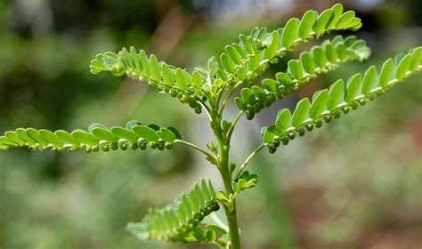 sampa sampalukan plant|Sampasampalukan .